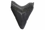 Fossil Megalodon Tooth - South Carolina #299643-1